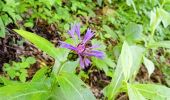 Tour Wandern Gresse-en-Vercors - Le Pas de Serpaton - Photo 1