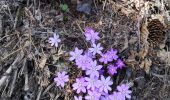 Tour Nordic Walking Arbaz - bisse d'Ayen  - Photo 1