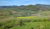 Tocht Stappen Saint-Hippolyte - St-Hippolyte - Rorschwihr - Grasberg - Bergheim - Reichenberg - Rodern - Photo 16