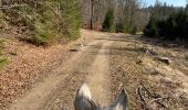 Trail Horseback riding Habay - Marbehan côté Thibessart - Photo 12