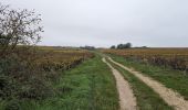 Tocht Stappen Vernou-sur-Brenne - Vernou-sur-Brenne la Coudraie - Zig Zag Vaubrault Noizay - 27.1km 385m 5h55 (55mn) - 2024 11 03 - Photo 13