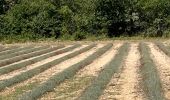 Trail Horseback riding Simiane-la-Rotonde - Provence 2025 J4 - Photo 6