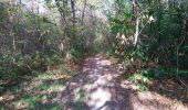 Trail Walking Beaumont-Louestault - Beaumont-la-Ronce - PR 2 balisage bleu - 17.8km 190m 4h00 - 2022 09 16 - Photo 7