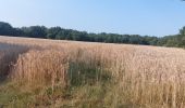 Trail Walking Landaul - PR_56_Landaul_BA_02_Moulin-Demi-Ville-Et-Listoir_Circuit4a_20260714 - Photo 4