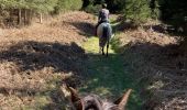 Trail Horseback riding Florenville - Les Epioux  - Photo 6