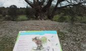 Trail Walking Viols-le-Fort - Viols le Fort chemin des tombes aven Vidal - Photo 3