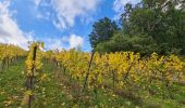 Randonnée Marche Nothalten - L'Abbaye de Baumgarten - Photo 15