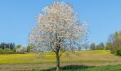 Randonnée A pied Inconnu - WaldZeit - Photo 5