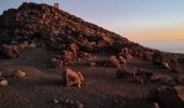 Trail Walking Salazie - Jour 7 Piton des neiges - Photo 3