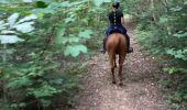 Trail Horseback riding Reherrey - Randonnée reherey Marion uccello - Photo 5