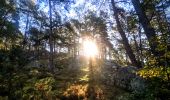 Tour Wandern Noisy-sur-École - Boucle 24 km Fontainebleau Arbonne - Photo 11