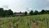 Tour Zu Fuß Ingelheim am Rhein - Rundweg Westerberg - Photo 8