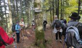 Trail Walking Storckensohn - Runtzwald Gazon Vert  - Photo 1