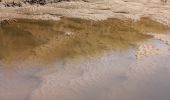 Percorso Marcia Le Teich - Le Teich - Photo 8