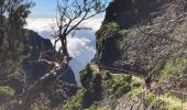 Excursión Senderismo São Roque do Faial - Pico Ruibo - Photo 15