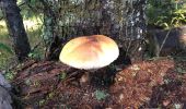 Randonnée Marche La Bollène-Vésubie - Champignons  - Photo 1