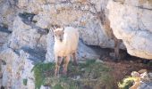 Excursión Senderismo Saint-Agnan-en-Vercors - Le Grand Veymont - Photo 16