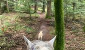 Trail Horseback riding Saint-Quirin - Camping st quirin belles roches abri Klein haut du bon Dieu halmoze lamperstein  - Photo 4