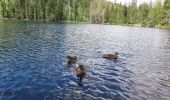 Randonnée A pied Železná Ruda - [Ž] Špičák - Čertovo jezero - Photo 4