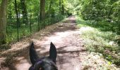 Trail Horseback riding Falck - Falck - Forêt de la Houve - Photo 11