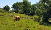 Trail Walking Kirchberg - 2020-06-24 DW35 Au-dessus du lac Lachtelweiher - Photo 15