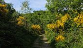 Trail Walking La Roche-en-Ardenne - A la découverte de Maboge 🥾 - Photo 7
