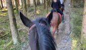 Trail Horseback riding Neufchâteau - Calanta 1er sortie Cousteumont - Photo 1
