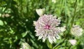 Tour Wandern Saint-Pierre-de-Chartreuse - Le charmant Som en Boucle - Photo 18