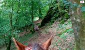 Trail Horseback riding Bouillon - Dohan - Photo 5