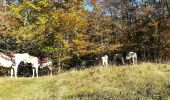 Trail Horseback riding Saint-Sauveur - saint sauveur gros chêne château turquestein - Photo 5