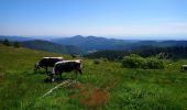 Tour Wandern Luttenbach-près-Munster - Autour du Petit Ballon et ses fermes auberges - Photo 14