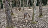 Excursión Bici de montaña Saint-Clément - sortie vtt du 03032019 fremenil - Photo 12