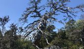 Tocht Stappen La Bastide - Tour Lachens  - Photo 2