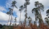 Tour Wandern Libramont-Chevigny - rando bras-bas 19/03/2021 - Photo 15