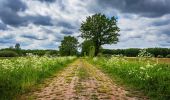 Tocht Te voet Hüde - Dümmer-Rundweg - Photo 9