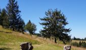 Trail Walking Sainte-Marie-aux-Mines - Col des Bagenelles et les deux Brézouard - Photo 8