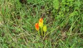 Tocht Stappen Lasse - petite balade par temps de pluie - Photo 3