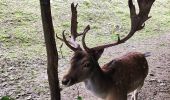 Tour Wandern Hohenfels - Promenade vers la roche plate - Photo 4