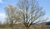 Tour Zu Fuß Horn-Bad Meinberg - Rundwanderweg A2 [Holzhausen-Externsteine] - Photo 8