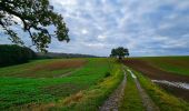 Trail Walking Onhaye - De Miavoye à Maurenne par le vallon de Féron - Photo 4