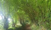 Tour Wandern Carrouges - 3 Amicales Carrouges p'tite rando - Photo 4