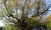 Trail On foot Spa - 14. Le ru du Vieux Spa - Photo 4