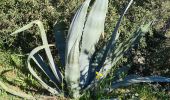 Tocht Stappen Sainte-Maxime - Sainte maxime - le couloubrier - Photo 10