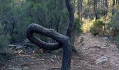 Tocht Stappen Bagnols-en-Forêt - bagnols en forêt les meules et l'oppidum  - Photo 1