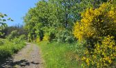 Tour Wandern Goesdorf - Goebelsmühle - Bourscheid - Dirbach - Photo 5