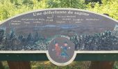 Tocht Stappen Villers-sous-Chalamont - Route des sapins Montorge - Photo 12