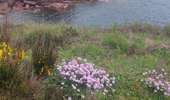 Trail Walking Perros-Guirec - PLOUMANAC DEP. RUE ST GUIREC - Photo 13