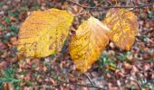 Tour Wandern Le Chesnay-Rocquencourt - Arboretum de Chevreloup - Photo 6