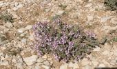 Trail Walking Brignoles - l'Amarron - Photo 9