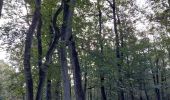 Randonnée Marche nordique Fontainebleau - Bas Breau  - Photo 1